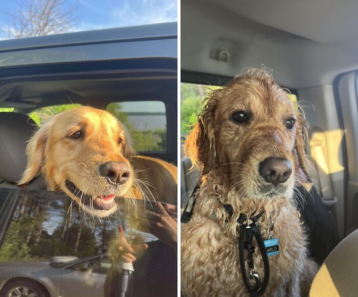 Side-by-side comparison of a dry Golden Retriever looking out car window and a wet Golden Retriever inside a car.