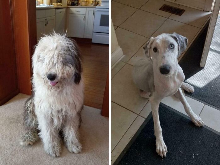 Side-by-side comparison of a fluffy dog and the same dog shaved, showing striking differences in appearance.