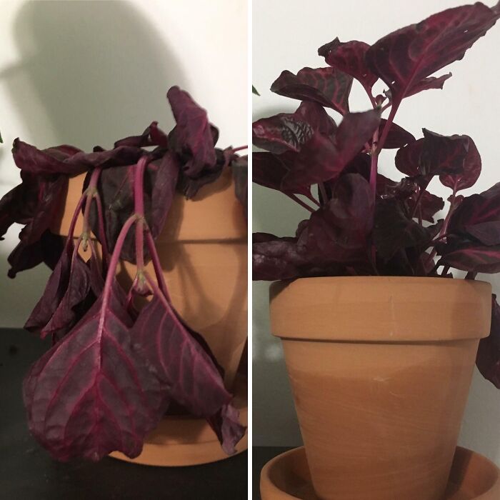 Comparison of wilting versus healthy purple leafy plant in terracotta pots for visual interest and plant care tips.