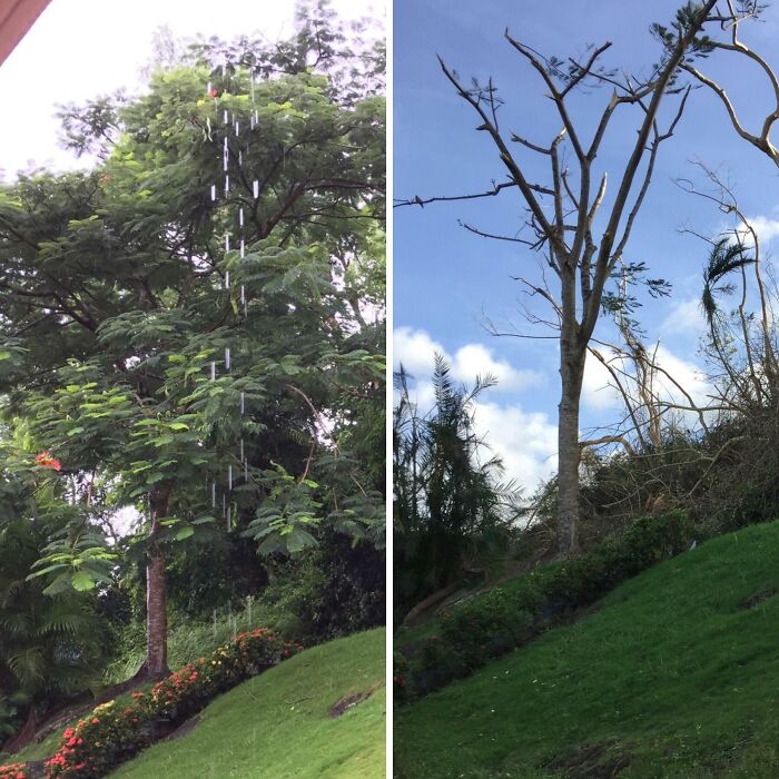 Side-by-side comparison of a lush green tree versus the same tree after losing all its leaves, showcasing natural changes.