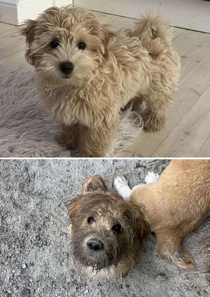 Comparison of two small dogs showing differences indoors and outdoors in a 71 comparisons new pics collection.