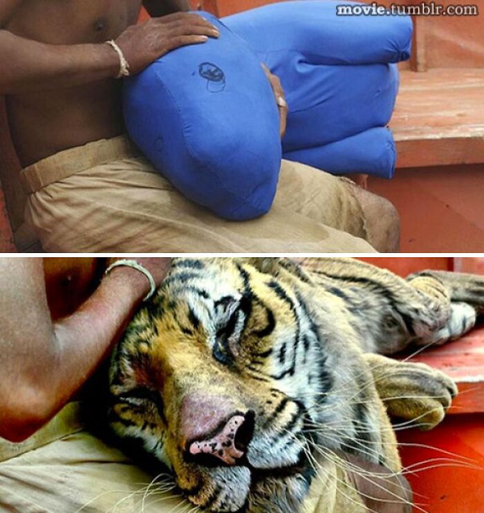 Man holding a blue pillow shaped like a tiger's head compared to a real tiger resting beside him in a comparison image.