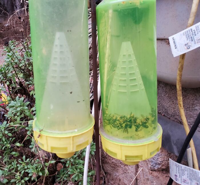 Two green and yellow insect traps side by side, showing a comparison of trapped insects and empty trap outdoors.