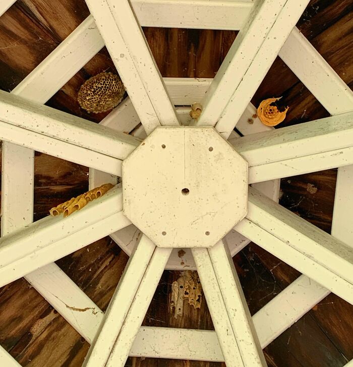 Different types of wasp nests built inside the wooden beams of a gazebo ceiling for unique comparisons.