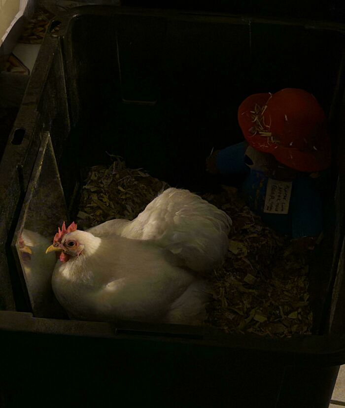 White hen resting in a dark corner with soft lighting, capturing an accidental Renaissance photo moment.