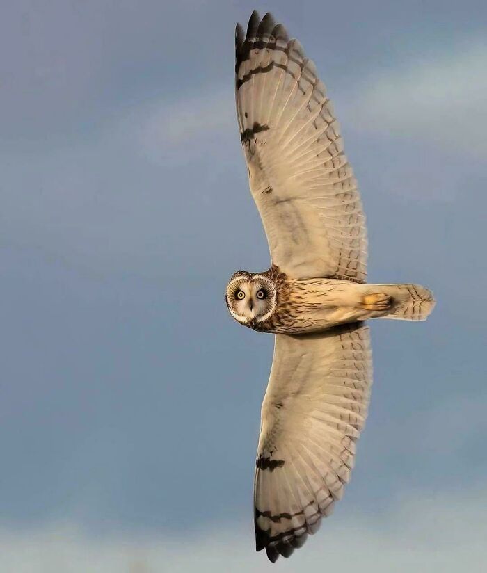 Amazing Photos: short-eared owl soaring with wings outstretched, head turned toward camera against pale blue sky