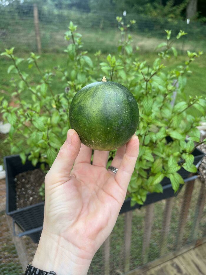 Hand holding a tiny green fruit resembling a miniature watermelon, showcasing nature's playful garden surprises.