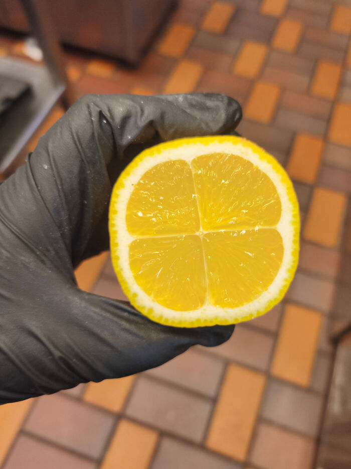 Hand in black glove holding a lemon cut into four equal, symmetrical sections, showing moderately interesting fruit detail.