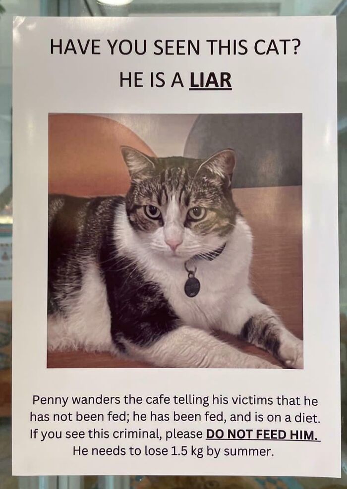 Funny cat poster warning visitors not to feed the cat, showcasing witty humor and clever signage.