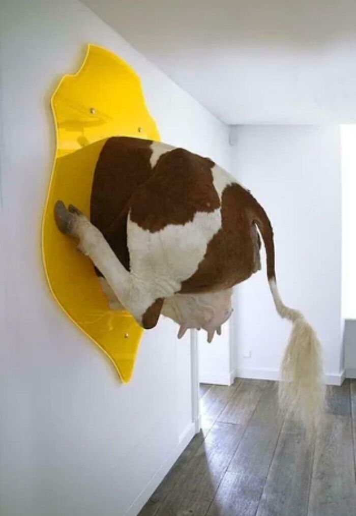 Cow rear end mounted on a yellow wall plaque in a modern room, a funny example of awful taste but great e*******n.