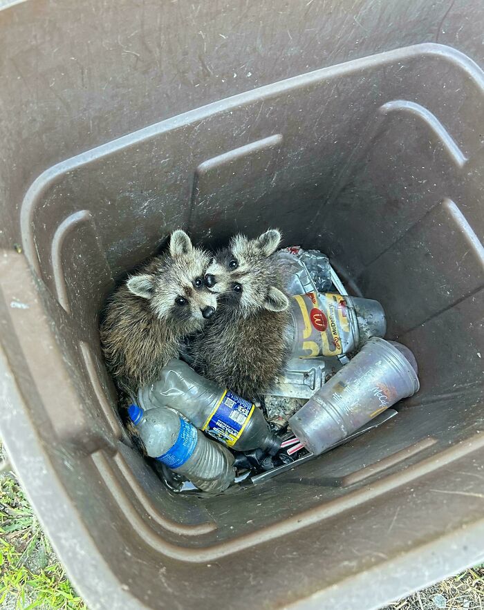 Two raccoons inside a dumpster surrounded by plastic bottles and trash, a common dumpster diving scene.