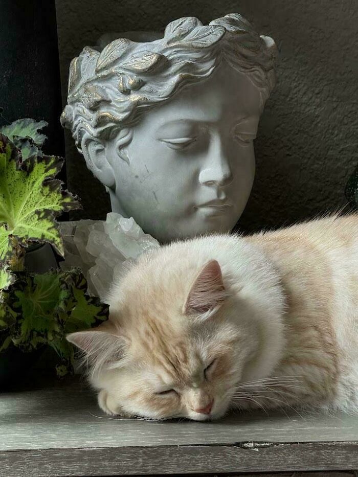 Sleeping cream-colored cat resting near a classic Renaissance-style stone bust and green foliage indoors.