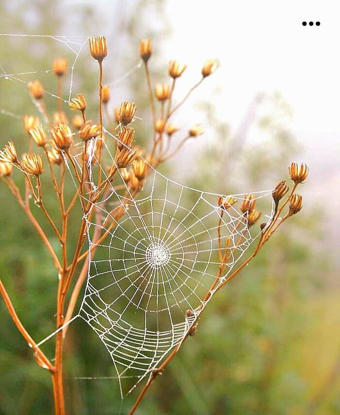 Delicate spiderweb with dew drops on dried plant stems, a subtle yet stunning creation.