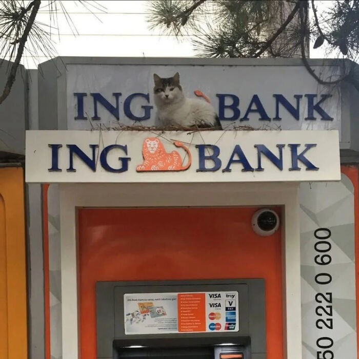 Cat perched above an ING Bank sign, creating a humorous accidental Renaissance photo moment outside an ATM.