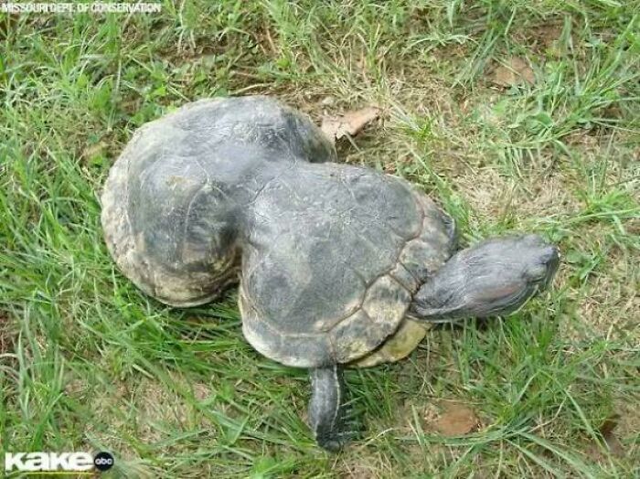 Amazing Photos unusual fused-shell turtle with two joined carapaces resting on grass