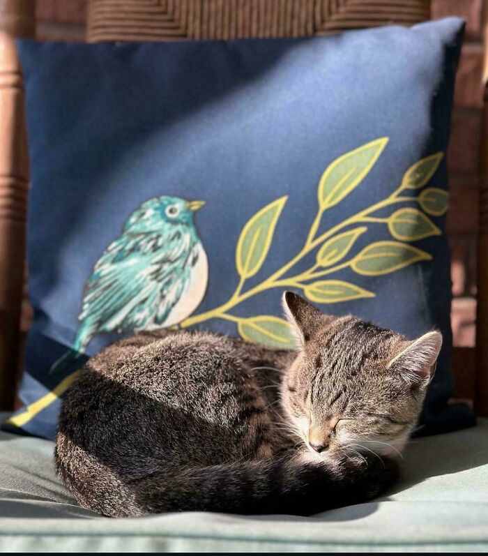 Tabby cat sleeping on a cushion with a bird and leaf design, capturing a serene accidental Renaissance photo moment.