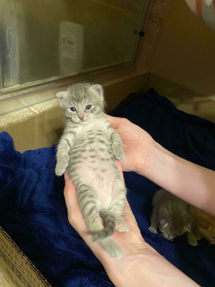 Gray spotted kitten lying on hands with other kittens in a cozy setting, capturing accidental Renaissance photo charm.