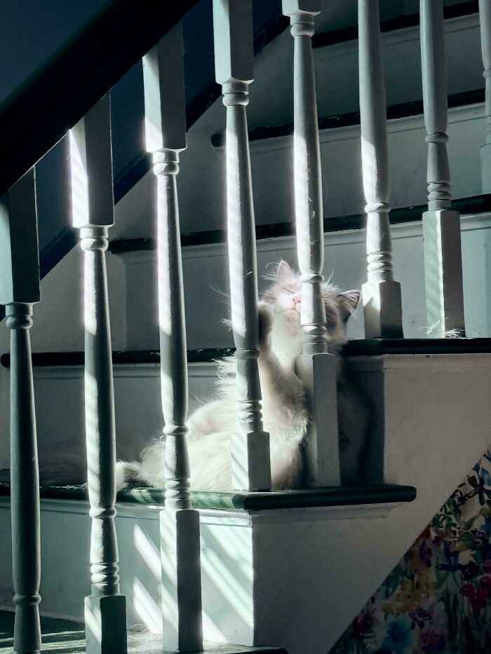 Cat resting peacefully on stairs with dramatic light and shadows, a beautiful accidental renaissance photo.