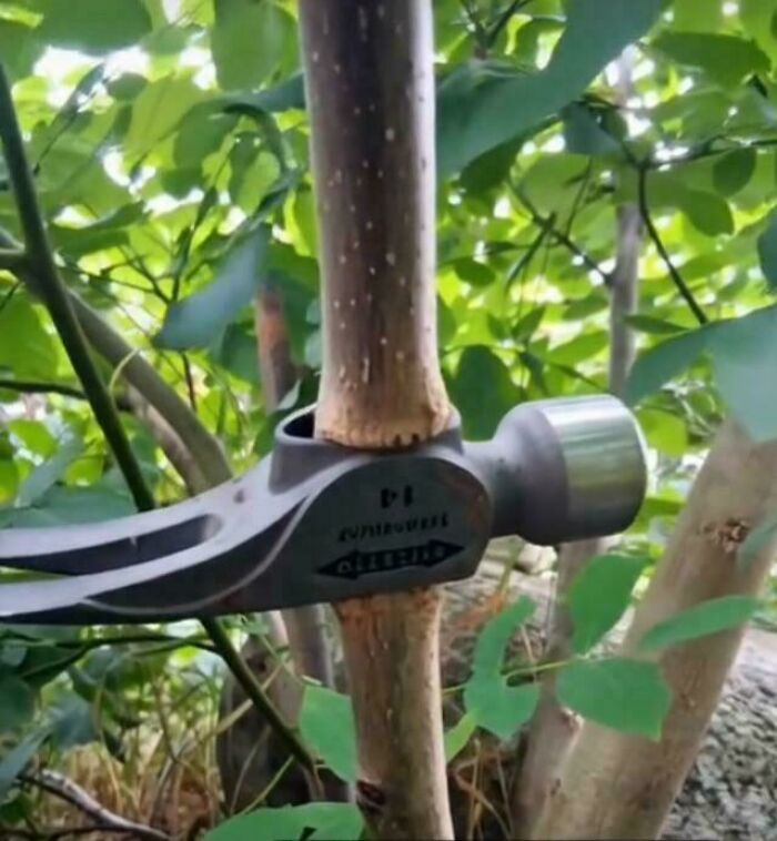 Hammer head repurposed as a makeshift tool handle stuck on a tree branch in a creative redneck engineer solution.