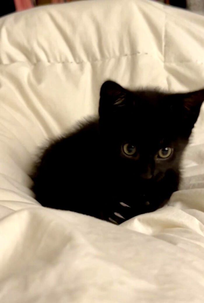 Tiny black kitten showing small cat claw tips while nestled comfortably in a white blanket