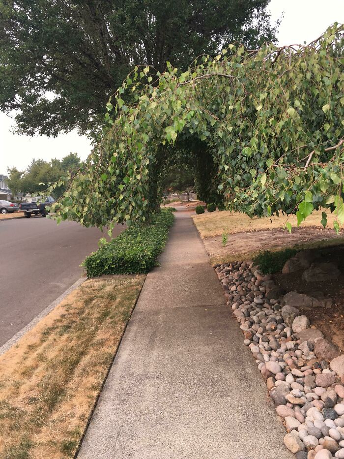 Sidewalk with leafy tree arching overhead, surrounded by lawns and rocks in a wholesome-kind-neighbors neighborhood setting.
