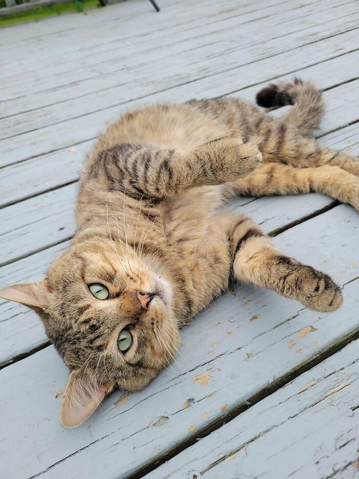 Tabby cat lying on a wooden deck showing love and comfort as part of adopted animals enjoying their new homes.
