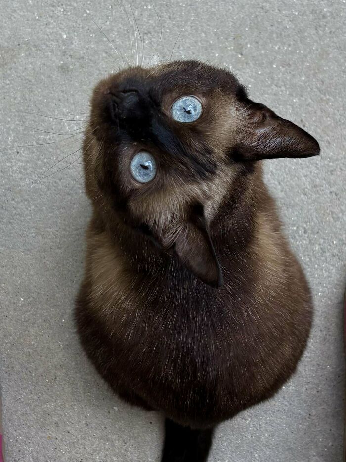 Siamese cat with striking blue eyes looking up, one of the adopted animals finally showered with love showing trust.