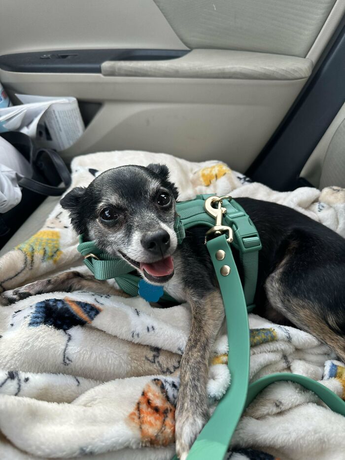 Happy adopted dog resting on a soft blanket inside a car, wearing a green harness and leash, showing love and comfort.