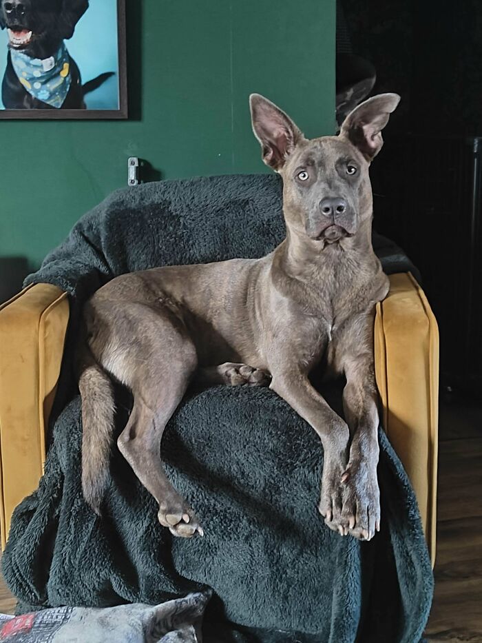 Adopted dog relaxing comfortably on a chair, showcasing the love and care given to adopted animals.