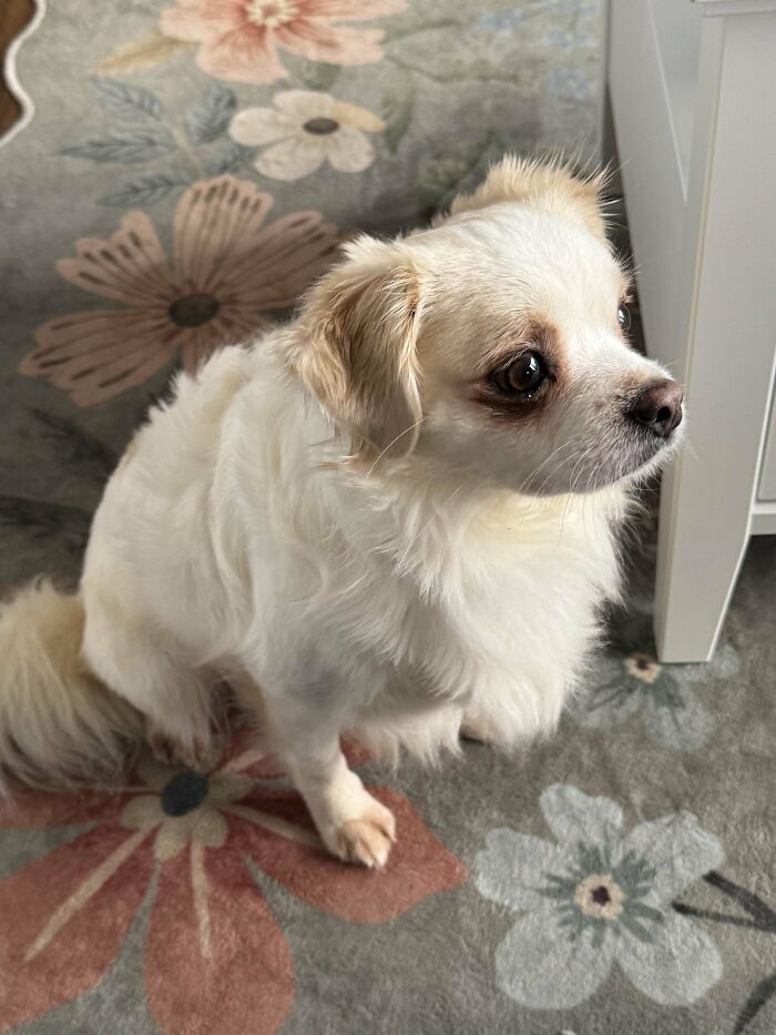 Small adopted dog with white fur sitting on a floral rug, showing love and care indoors.