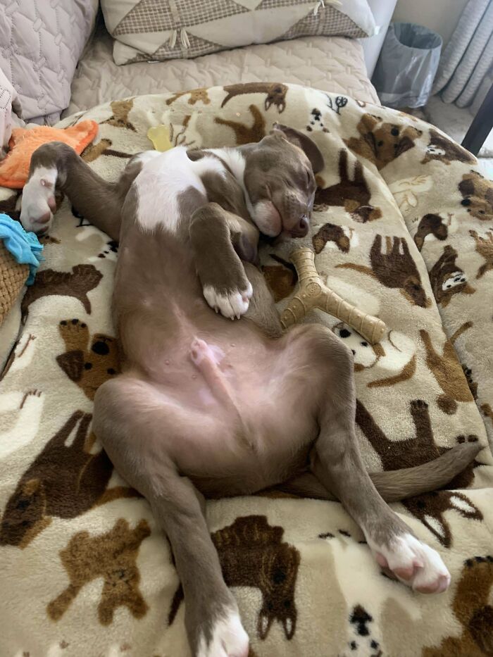 Sleeping adopted puppy stretched out on a cozy animal-print blanket, enjoying love and comfort in a home setting.