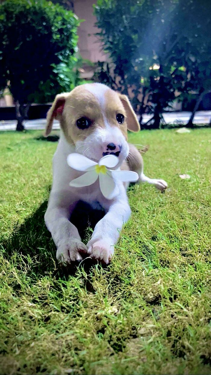 Adopted puppy lying on grass holding a white flower, showing love and care in a peaceful outdoor setting.