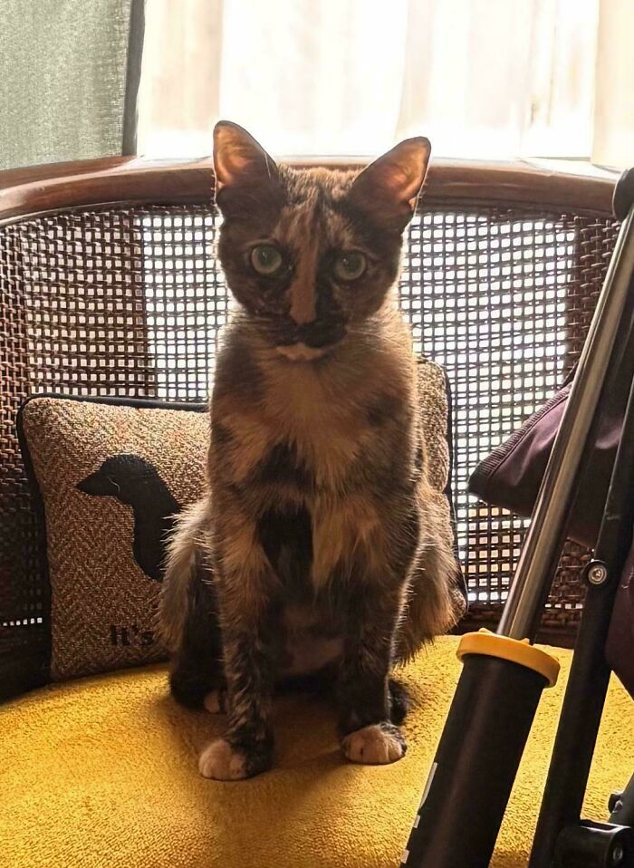 Tortoiseshell adopted cat sitting on a yellow cushion in a cozy indoor setting, showing love and care.