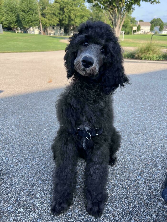 Black poodle adopted animal sitting on pavement outdoors, showing love and care in a green park setting.