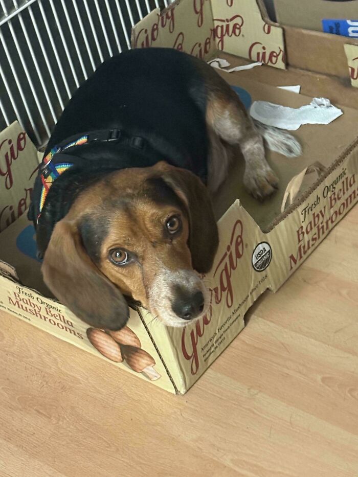 Adopted dog resting comfortably in a cardboard box, showing love and care in a cozy home environment.