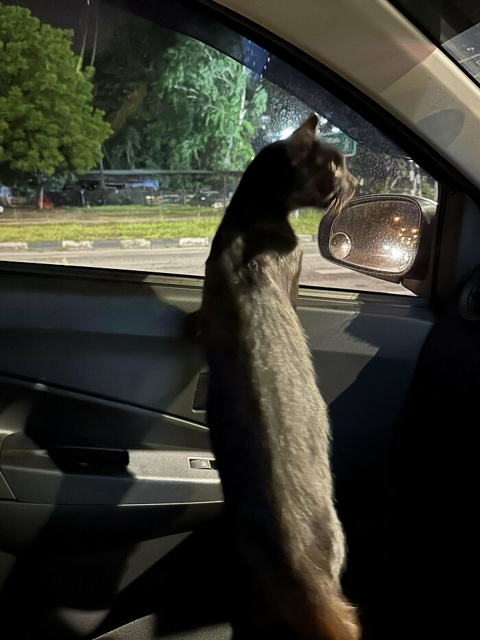 Black cat inside car looking out the window at night, one of the adopted animals finally showered with love.