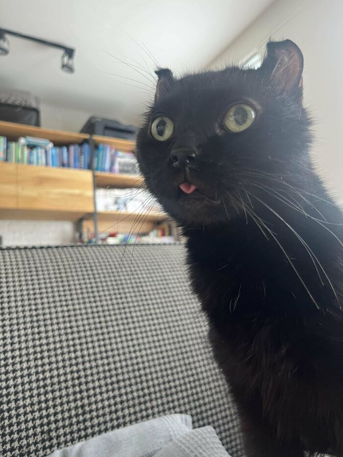 Black adopted cat with green eyes and tongue slightly out, sitting indoors on a patterned couch in a cozy home setting.