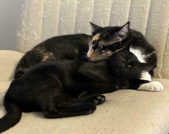 Two adopted cats cuddling closely on a beige couch showing affection and love in a cozy home setting.