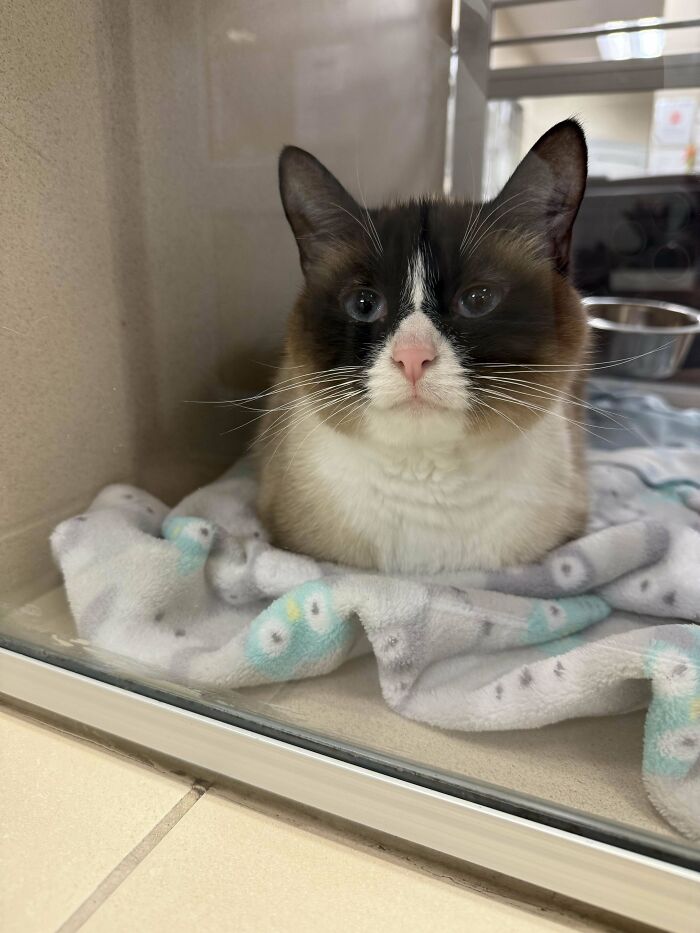 Adopted animal cat with bright eyes resting on a cozy blanket, showing comfort and love in shelter environment.