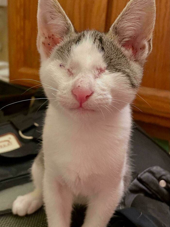 Blind adopted kitten with pink nose and white-gray fur, showing love and care in a home environment.