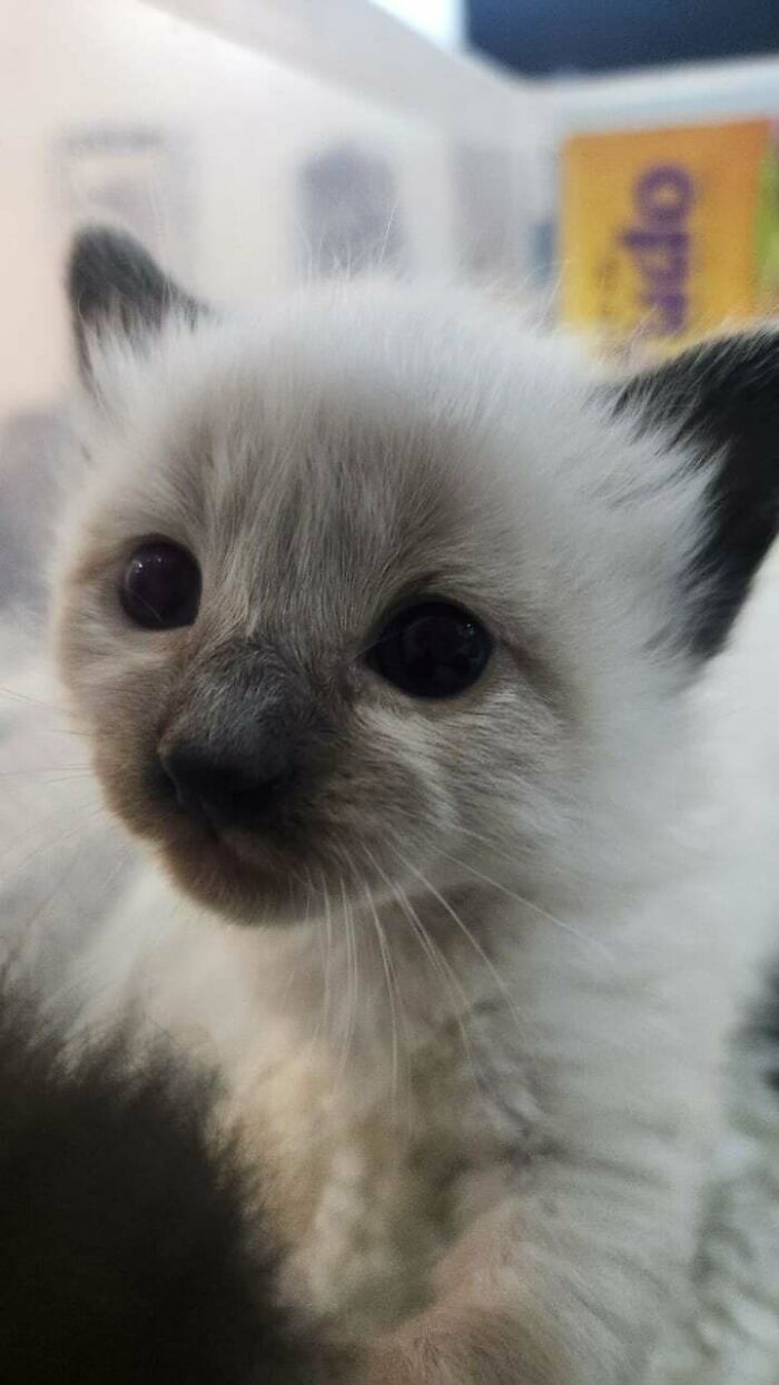 Close-up of an adopted kitten with light fur and dark ears, showing the love and care of adoption.