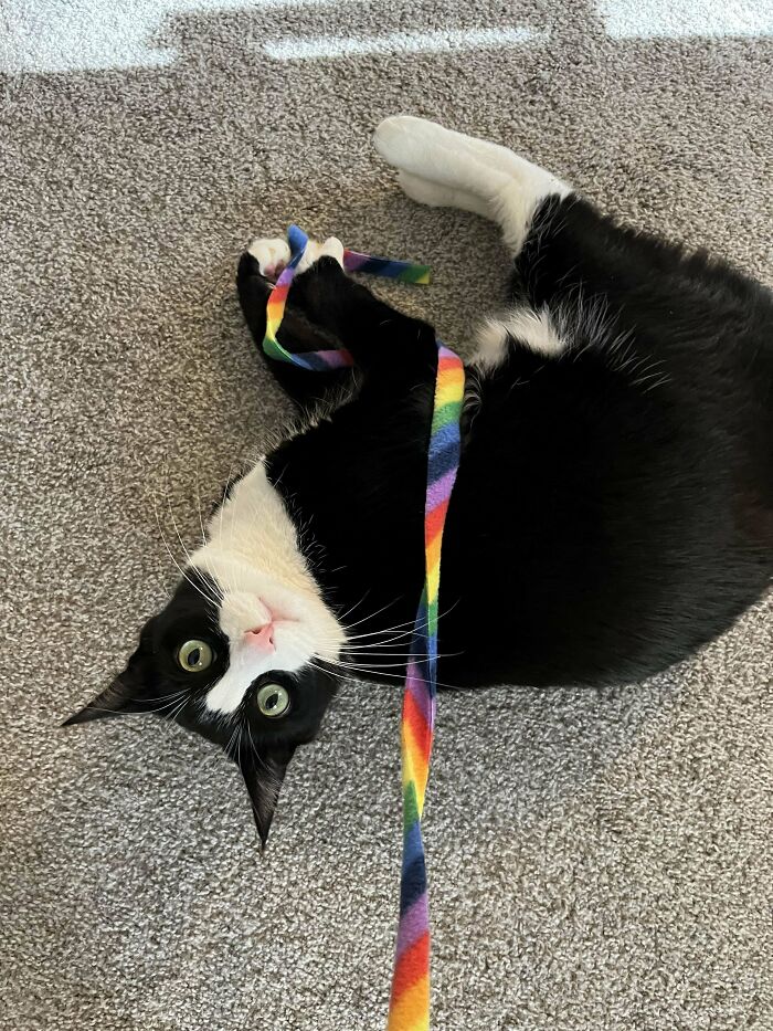 Black and white adopted cat lying on carpet playing with a colorful rainbow ribbon, showing love and care.