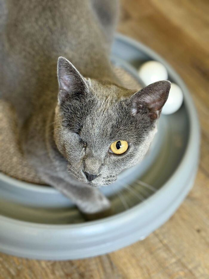 One-eyed gray adopted cat resting inside a circular toy, showing love and care in a warm indoor setting.