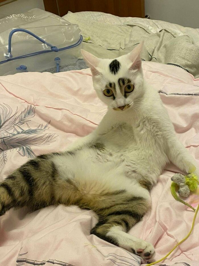 Adopted cat lounging comfortably on a bed, showing signs of love and care in a cozy indoor setting.