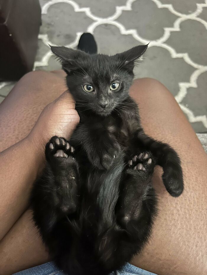 Black kitten lying on a person's lap, showing adopted animals that are finally showered with love and care.