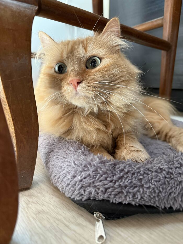 Fluffy orange adopted cat resting on a soft gray bed under a wooden chair, showing comfort and care.