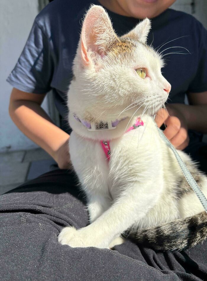 Adopted cat wearing a harness and leash, sitting calmly on a person's lap outdoors, enjoying the sunshine.