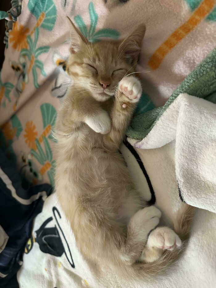 Sleeping adopted kitten curled up on a colorful blanket, showing comfort and love in its new home.