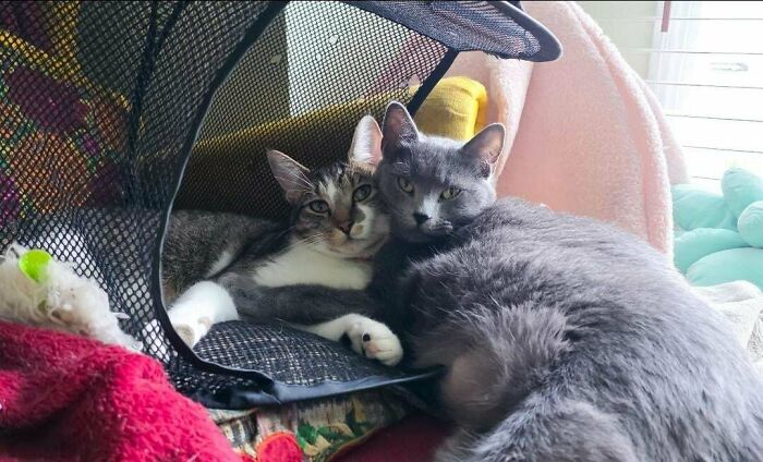 Two adopted cats cuddling together on a cozy blanket, showing love and comfort in a bright room.