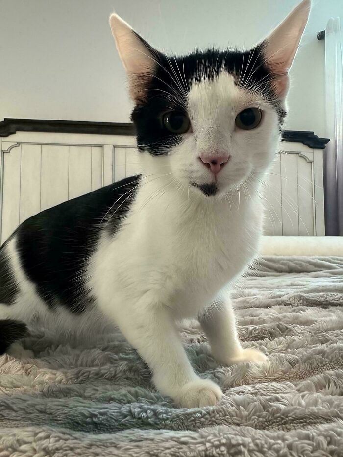 Black and white adopted cat sitting on a bed, showing love and comfort in a cozy home environment.
